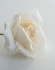 Close-up of ivory rose hair flower, handmade with somebana technique