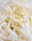 Large chrysanthemum flower brooch - ANTHEMON