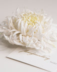 Large chrysanthemum flower brooch - ANTHEMON