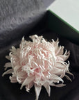 A pale pink chrysanthemum flower displayed inside an open gift box.