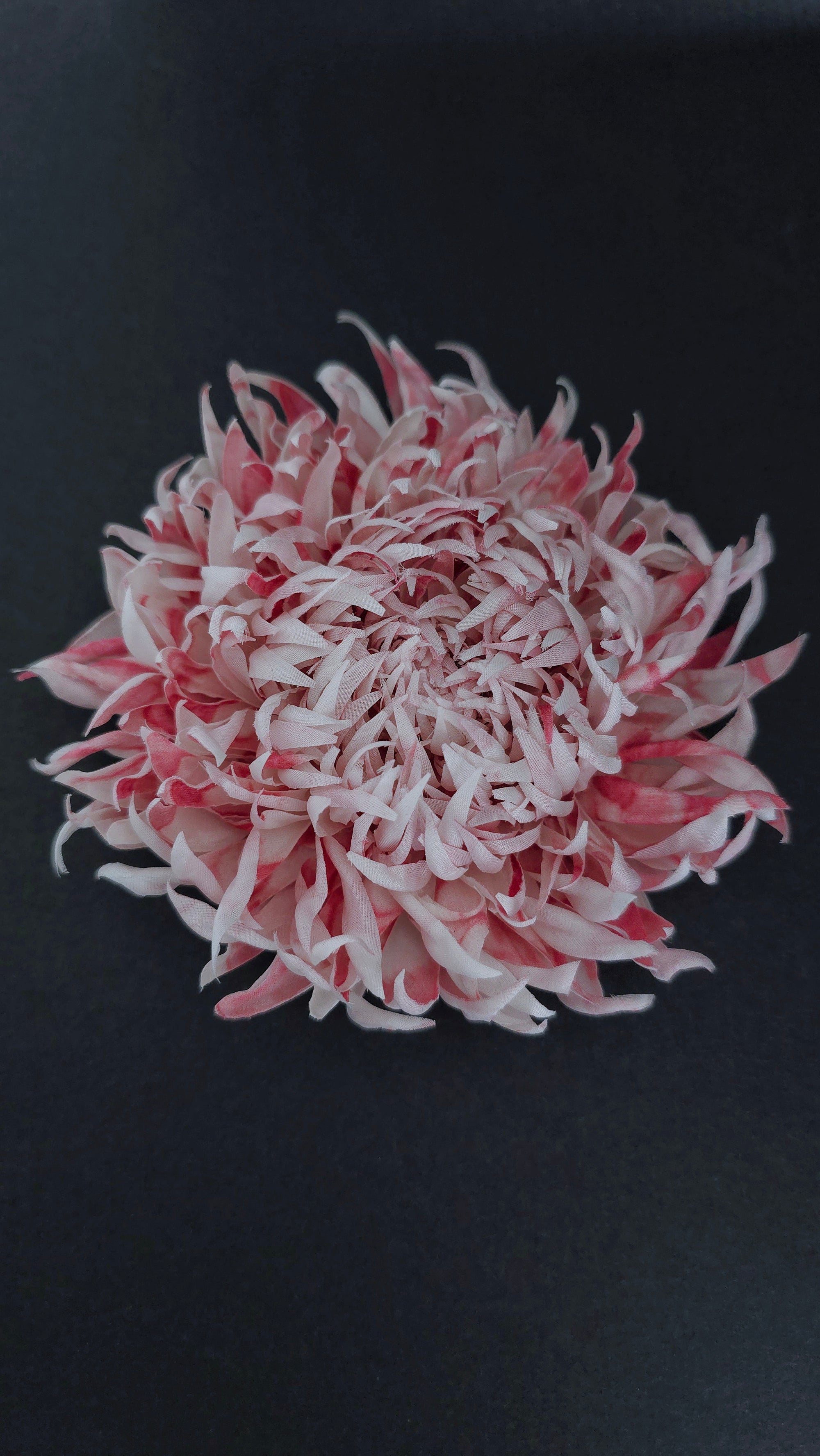 A single layered chrysanthemum flower head with many narrow petals in alternating pink and white tones, photographed against a dark black background.