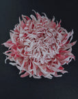 A single layered chrysanthemum flower head with many narrow petals in alternating pink and white tones, photographed against a dark black background.