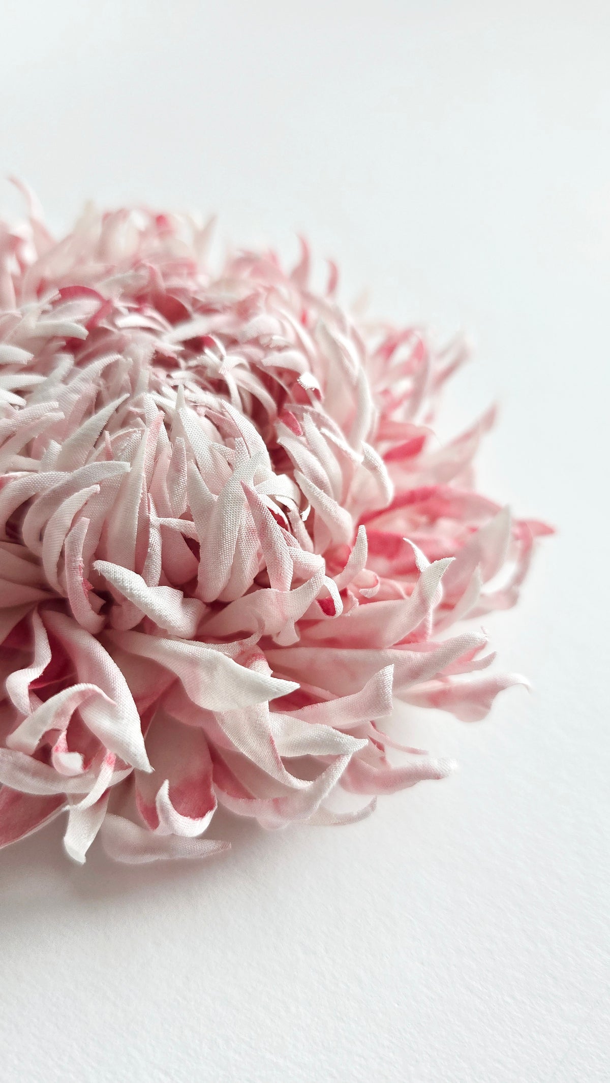A close-up of a pink and white textured flower head on a clean white background.