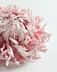 A close-up of a pink and white textured flower head on a clean white background.