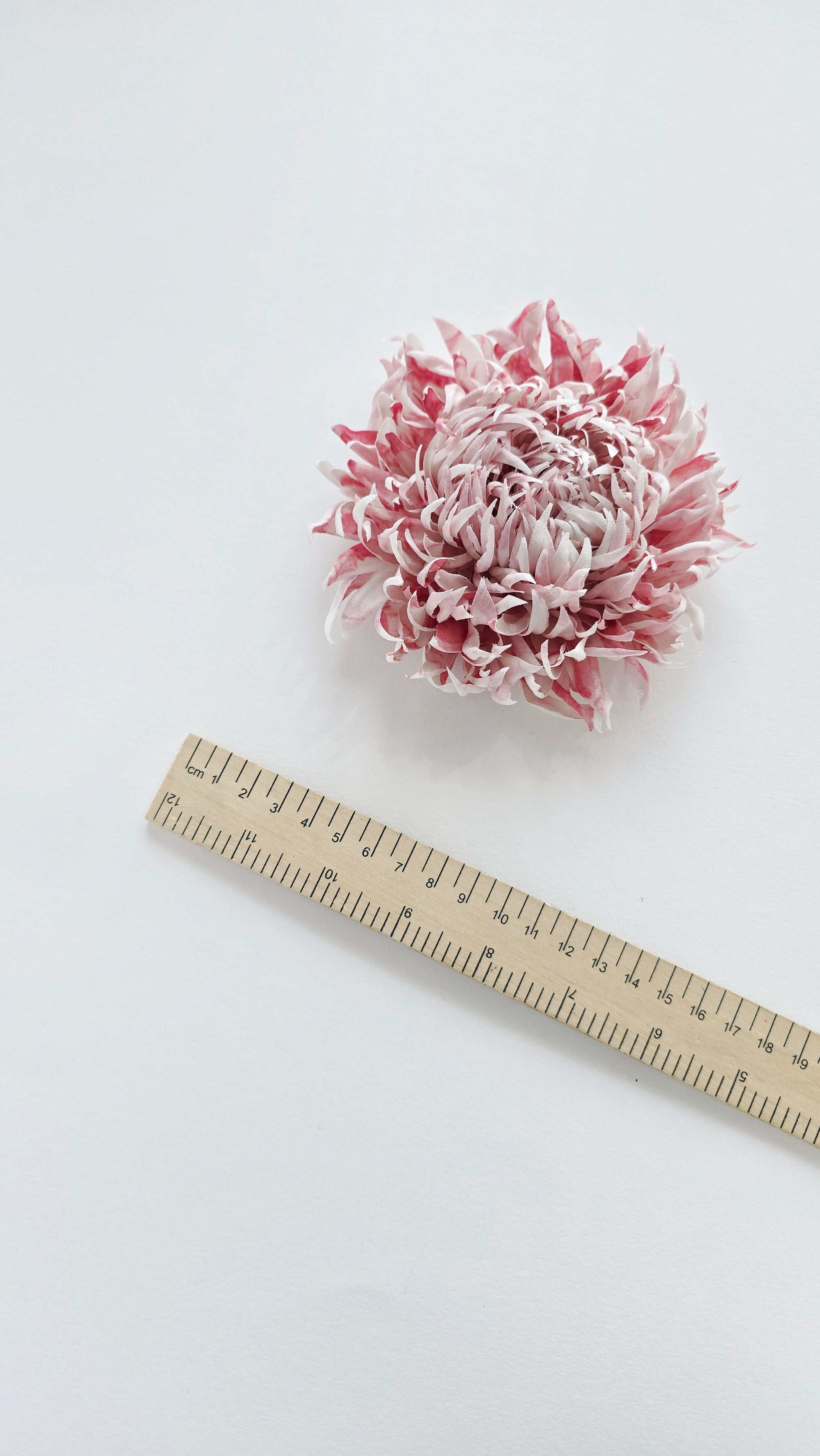A pink patterned chrysanthemum flower placed on a white background next to a wooden ruler for scale.