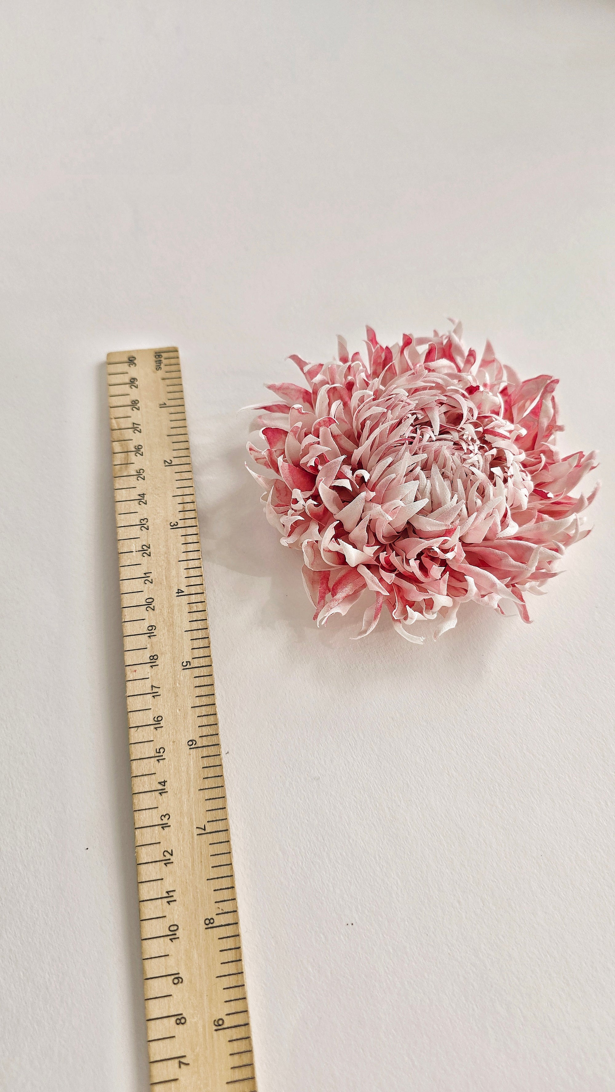 A pink and soft white chrysanthemum flower placed next to a wooden ruler on a plain white background, likely shown for size reference.