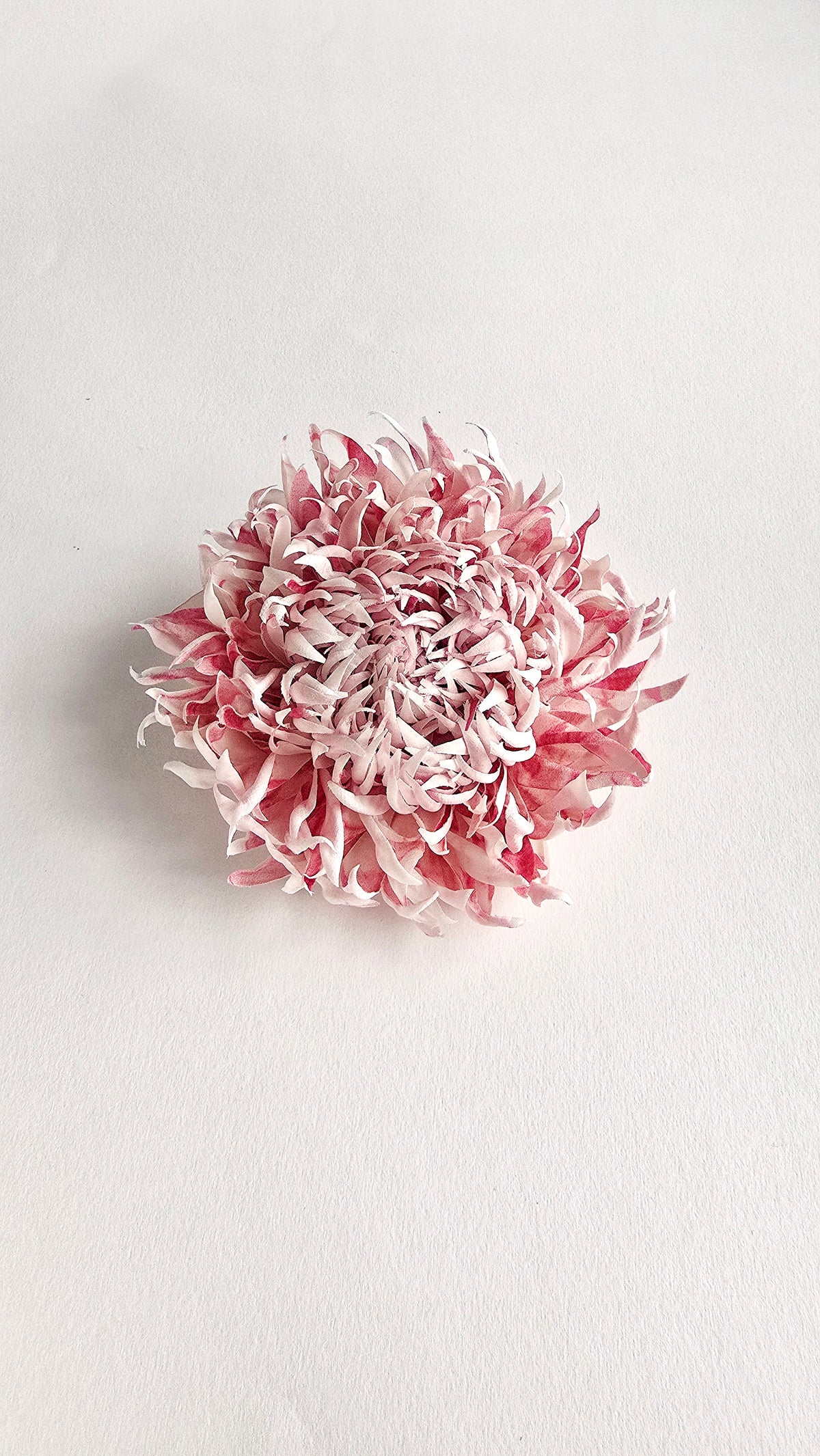 Top view of ANTHEMON blush pink and soft white silk chrysanthemum flower
