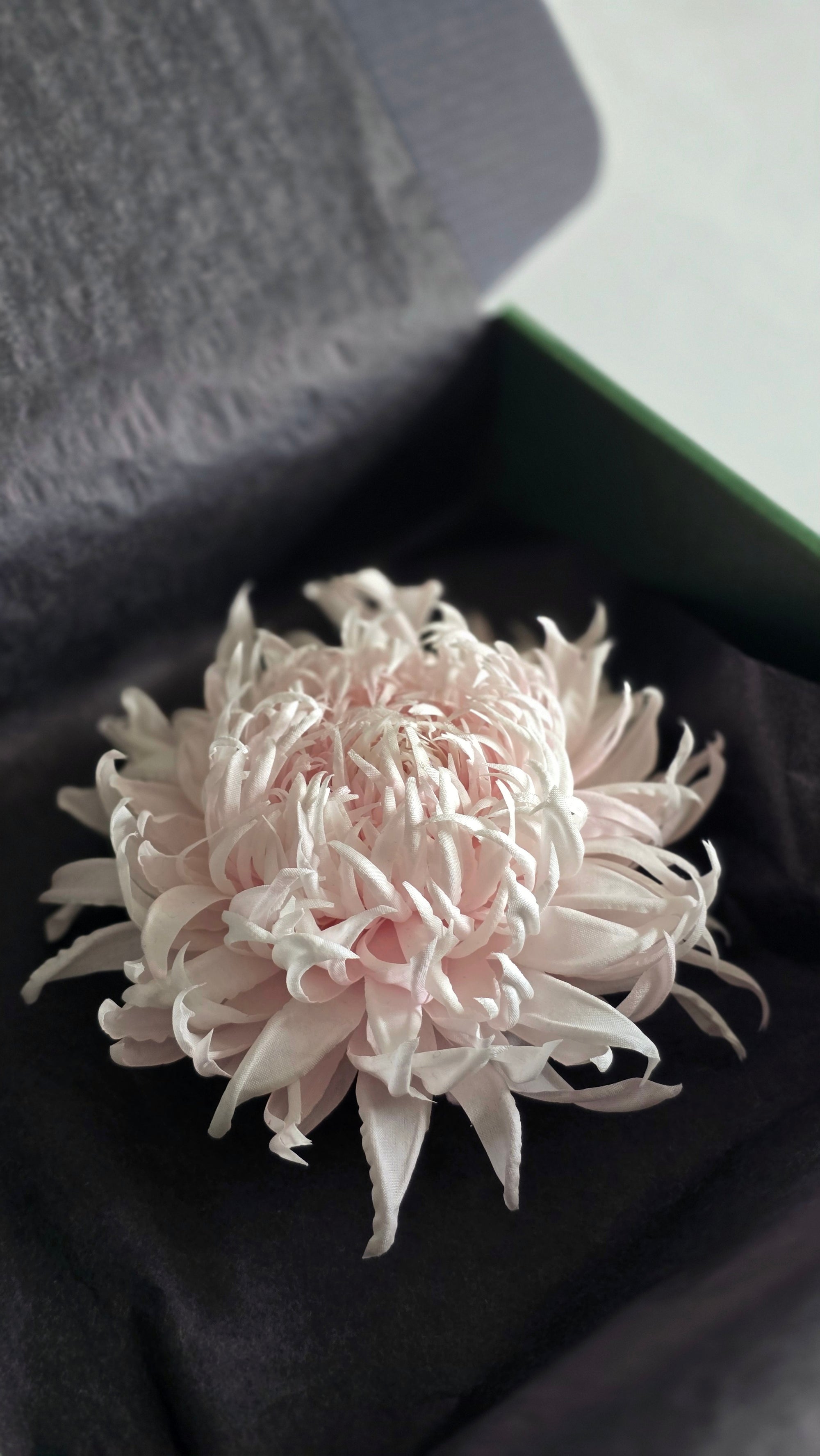 A pale pink chrysanthemum flower displayed inside an open  gift box.
